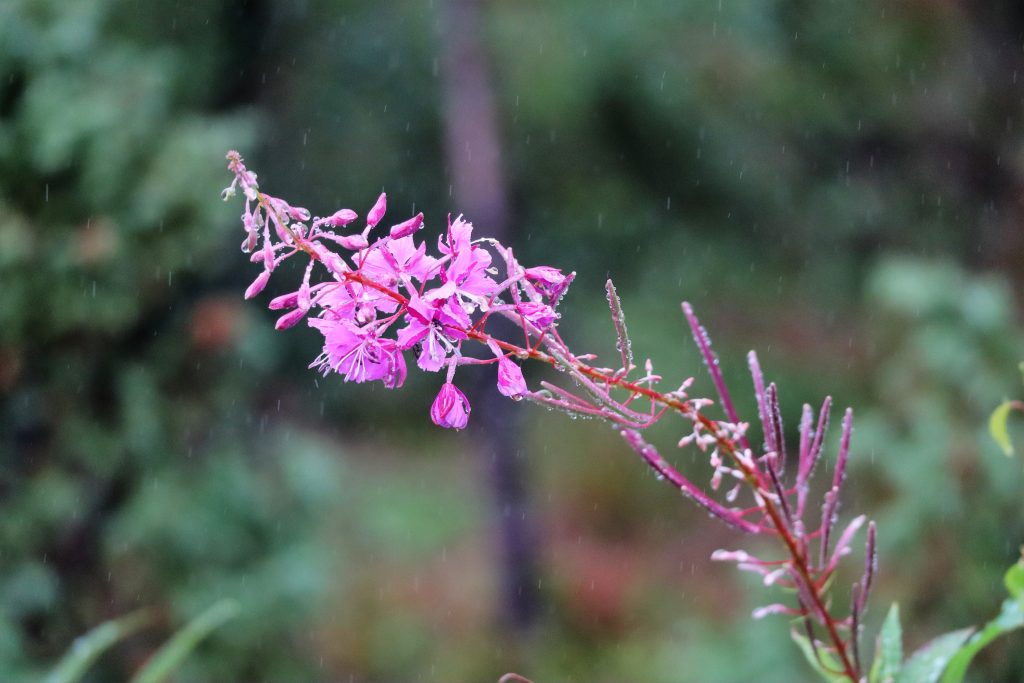 Blomst i regnvejr